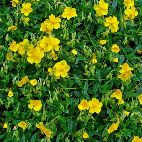 Yellow flowers with yellow anthers, green leaves, yellow-green buds and lime-green stems