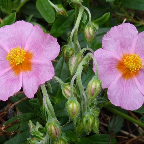 Lavender flower with orange center, yellow-green stigma, yellow stamen, green petiole, green-lavender buds, white hair and green leaves,