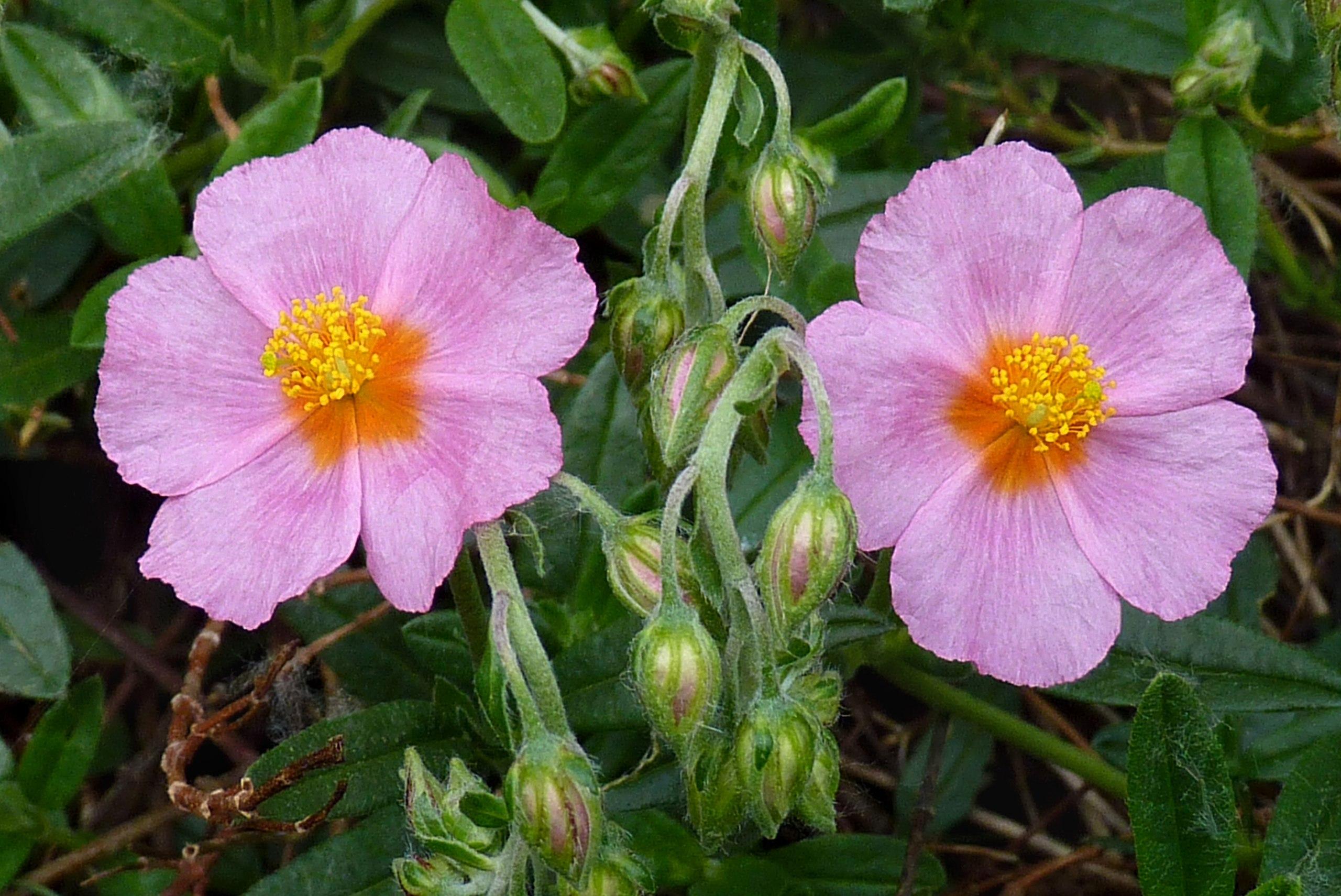 Lavender flower with orange center, yellow-green stigma, yellow stamen, green petiole, green-lavender buds, white hair and green leaves,