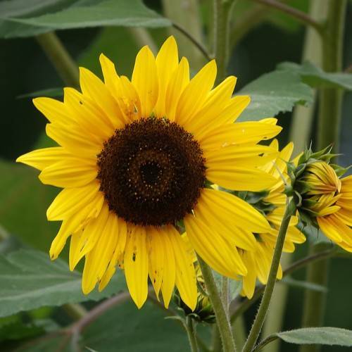 yellow, multi layered flowers with dark brown stamens green sepals and stems