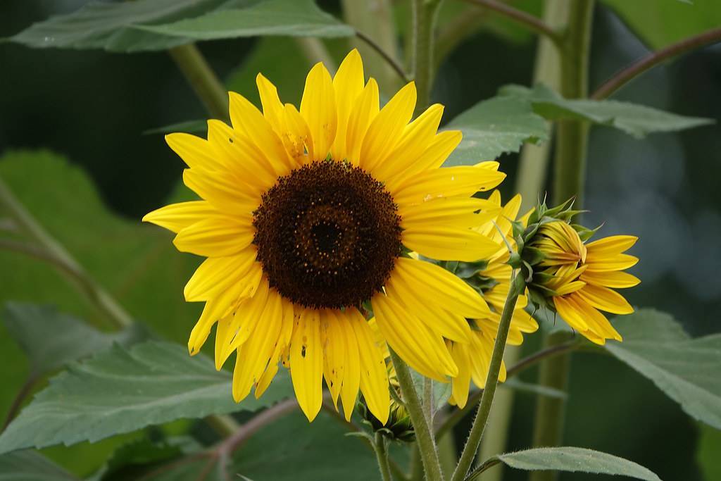 yellow, multi layered flowers with dark brown stamens green sepals and stems