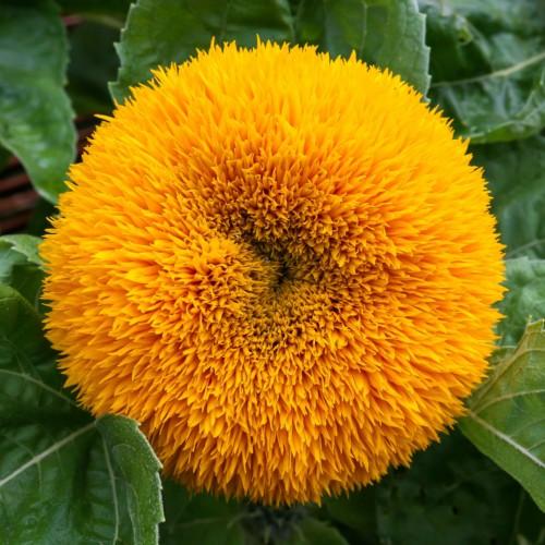 Orange flower with green leaves.