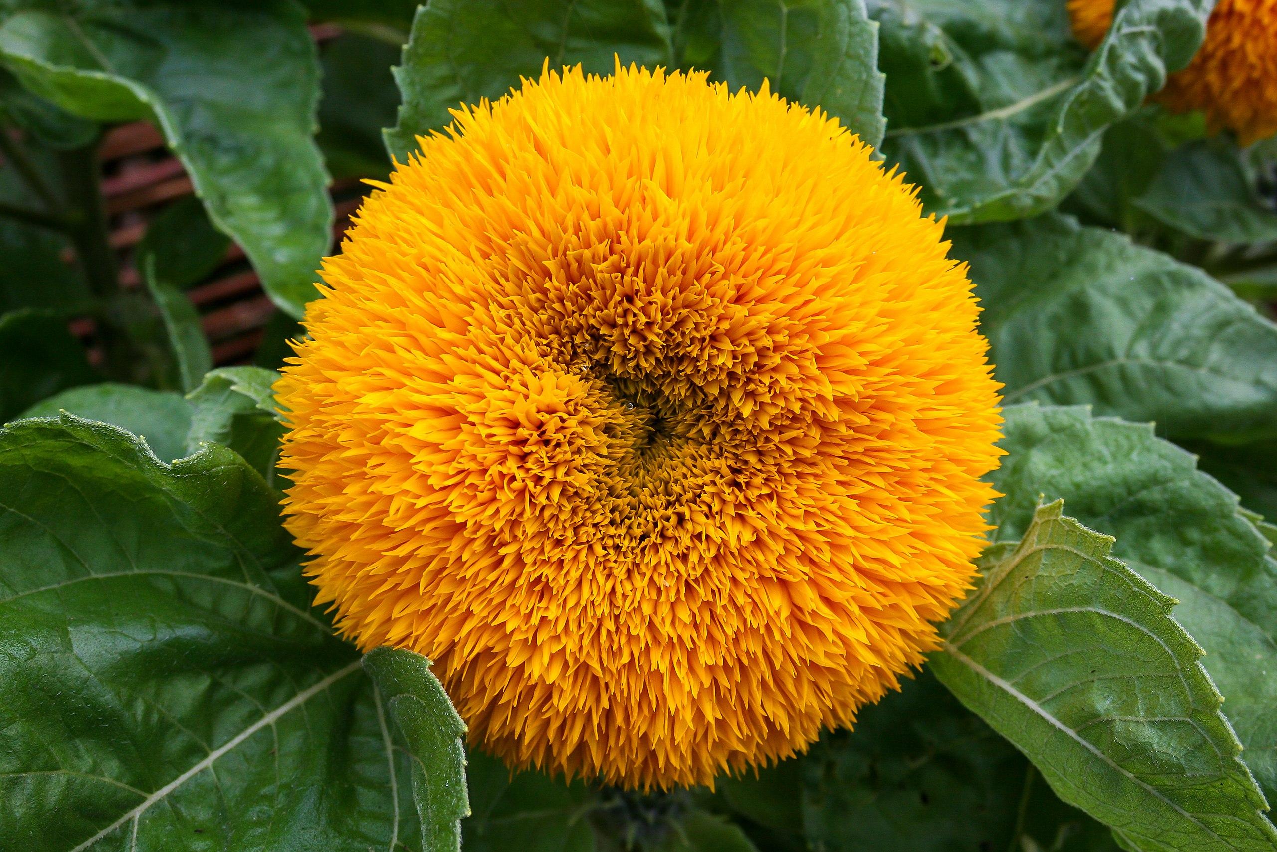 Orange flower with green leaves.