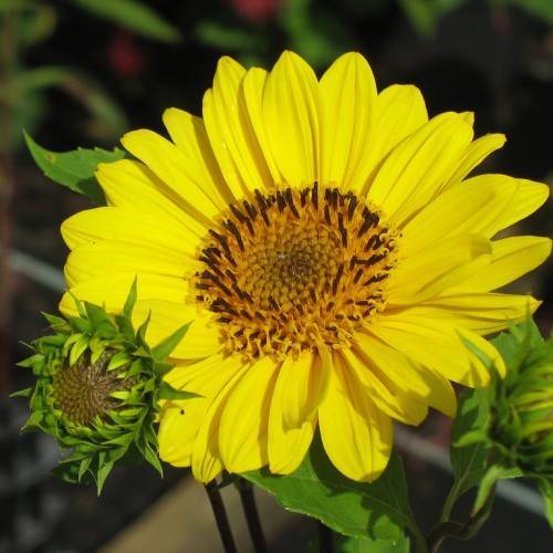yellow colored, multi-layer flower with yellow-brown stamens, green sepals, stems, and leaves