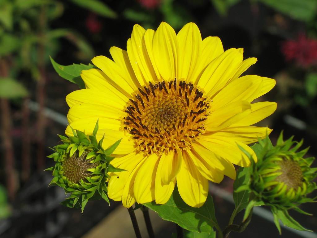 yellow colored, multi-layer flower with yellow-brown stamens, green sepals, stems, and leaves