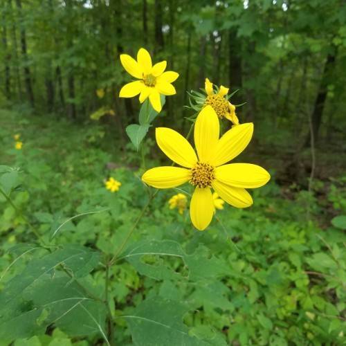yellow flowers with yellow-brown stamens, green sepals, and lanceolate green leaves