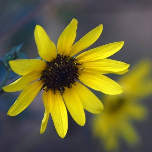 bright yellow flowers with dark brown stamens and dark green leaves