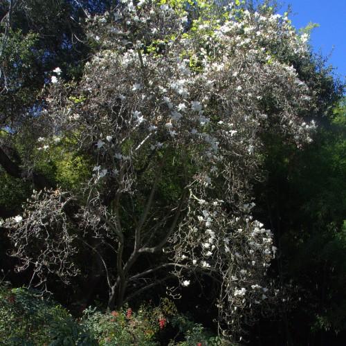 A tree with a brown trunk, brown branches splitting into brown twigs and white flowers. 