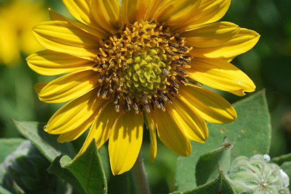 Yellow flower with yellow-brown anthers and green leaves.