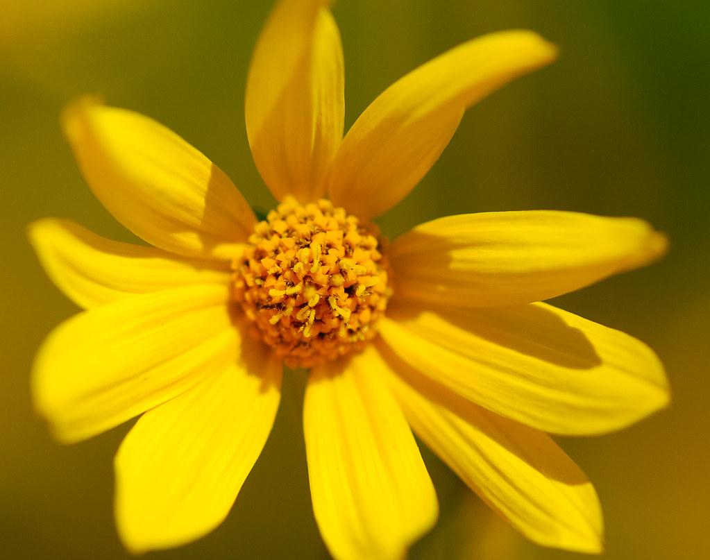 Yellow flower with yellow anthers.