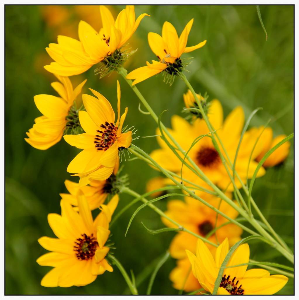 yellow flowers with deep red stamens, green sepals, green stems, and green, grass-like leaves