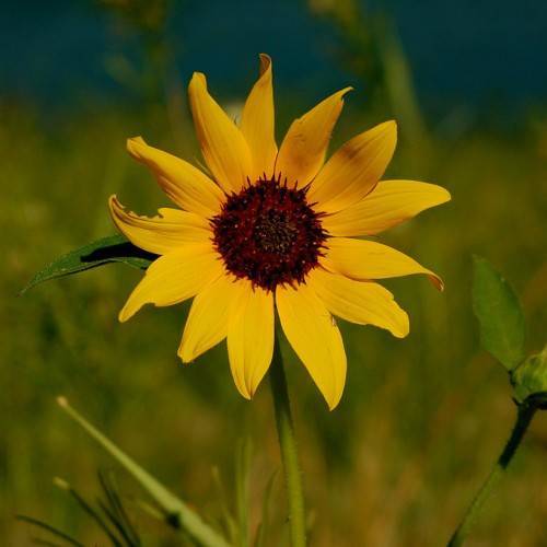 dark yellow flower with reddish-brown stamens, light-green stem, and green leaves
