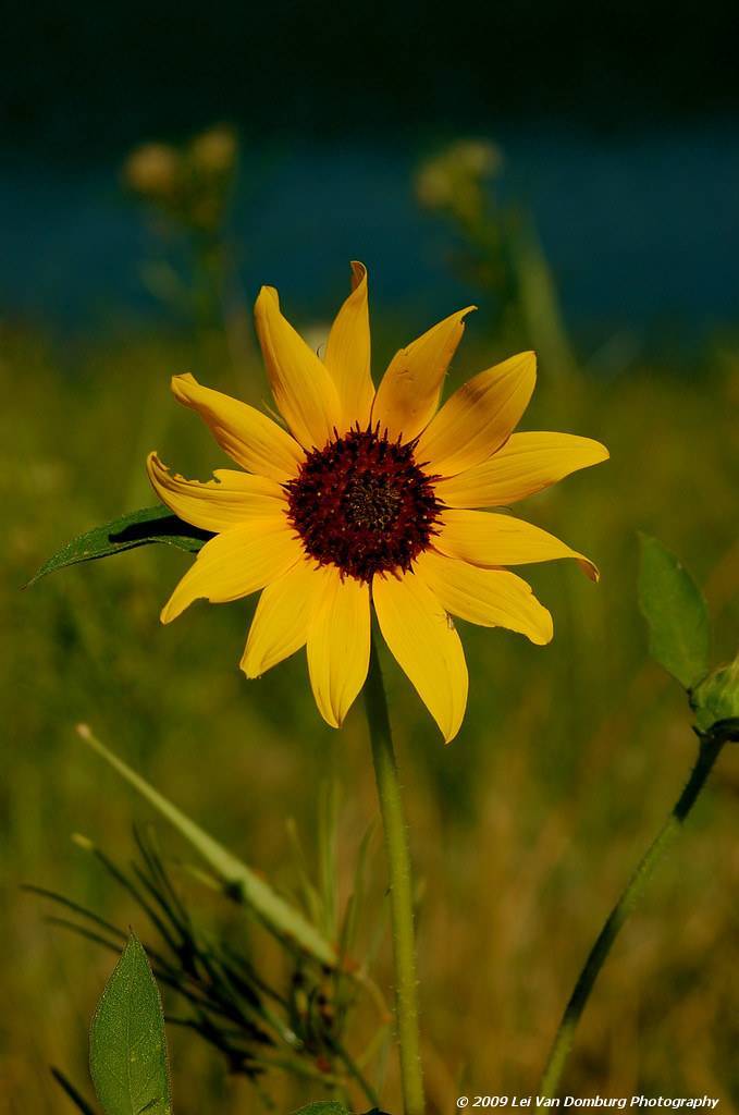 dark yellow flower with reddish-brown stamens, light-green stem, and green leaves