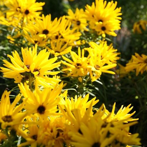 Yellow flowers with brown center, yellow anthers, green sepal, lime-green petiole and green leaves.