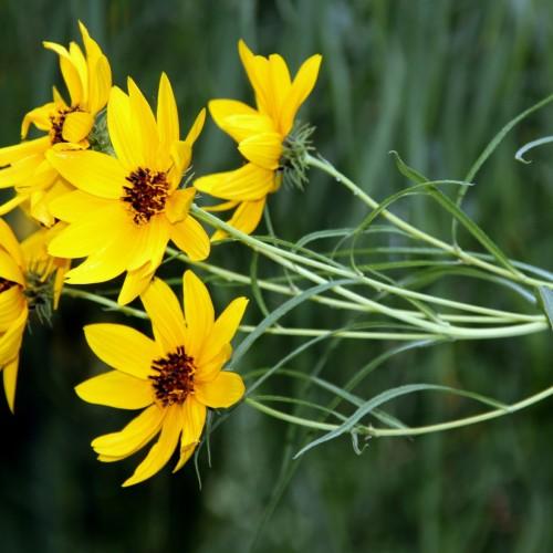 Yellow flowers with brown center, yellow anthers, green sepal, lime-green petiole and green leaves.
