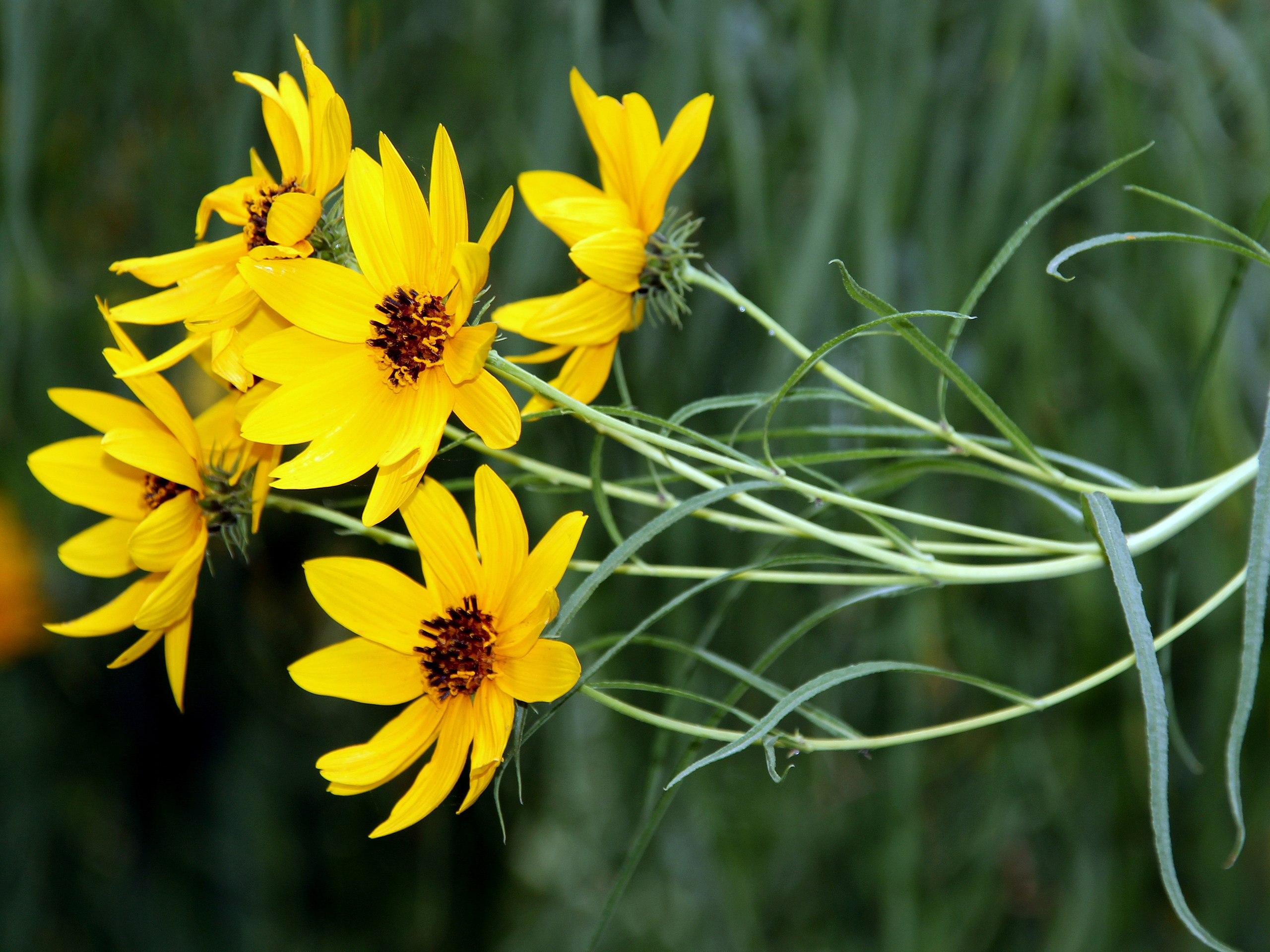 Yellow flowers with brown center, yellow anthers, green sepal, lime-green petiole and green leaves.