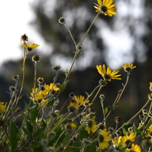 Yellow flowers with green sepal, lime-green petiole and green leaves.