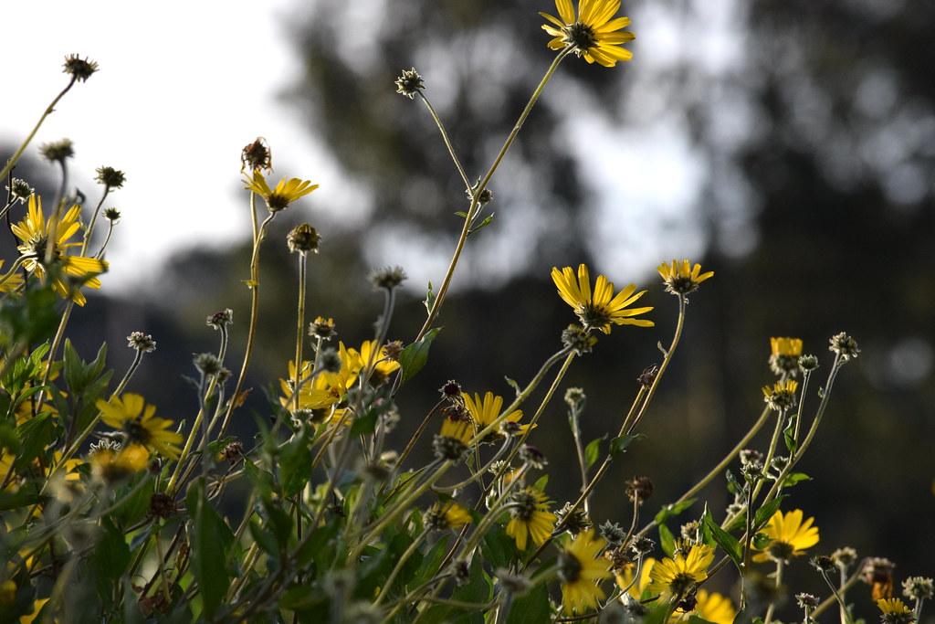 Yellow flowers with green sepal, lime-green petiole and green leaves.