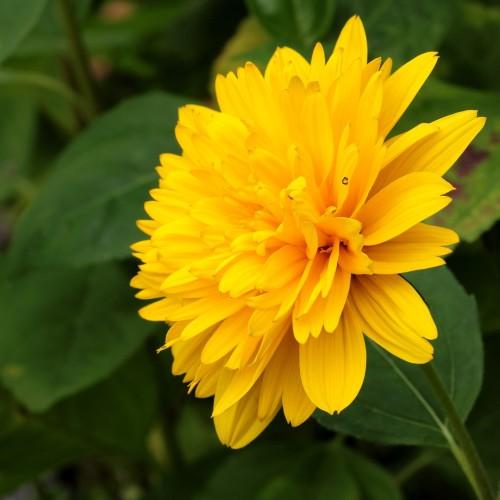 Yellow flower with green stem, green leaves and wihite mirib.