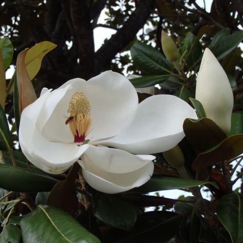 A beautiful white flower with yellow pistils growing on top of green-yellow leaves.