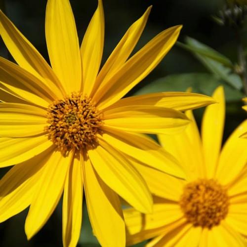 Yellow flower with orange-yellow anthers and green leaves.