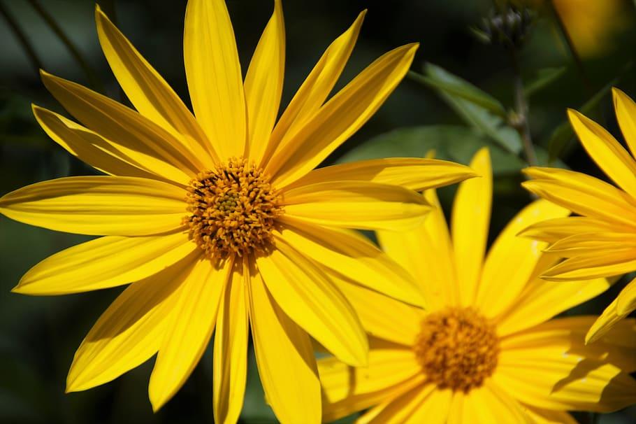 Yellow flower with orange-yellow anthers and green leaves.