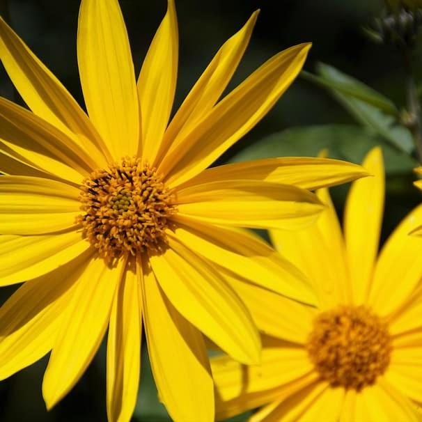 Jerusalem Artichoke Image