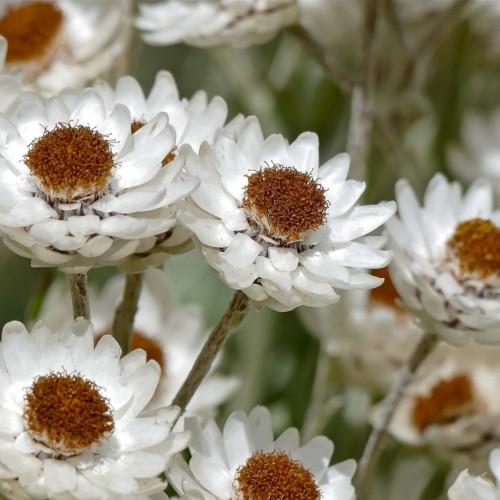 White flower with brown anthers and green-white stems.