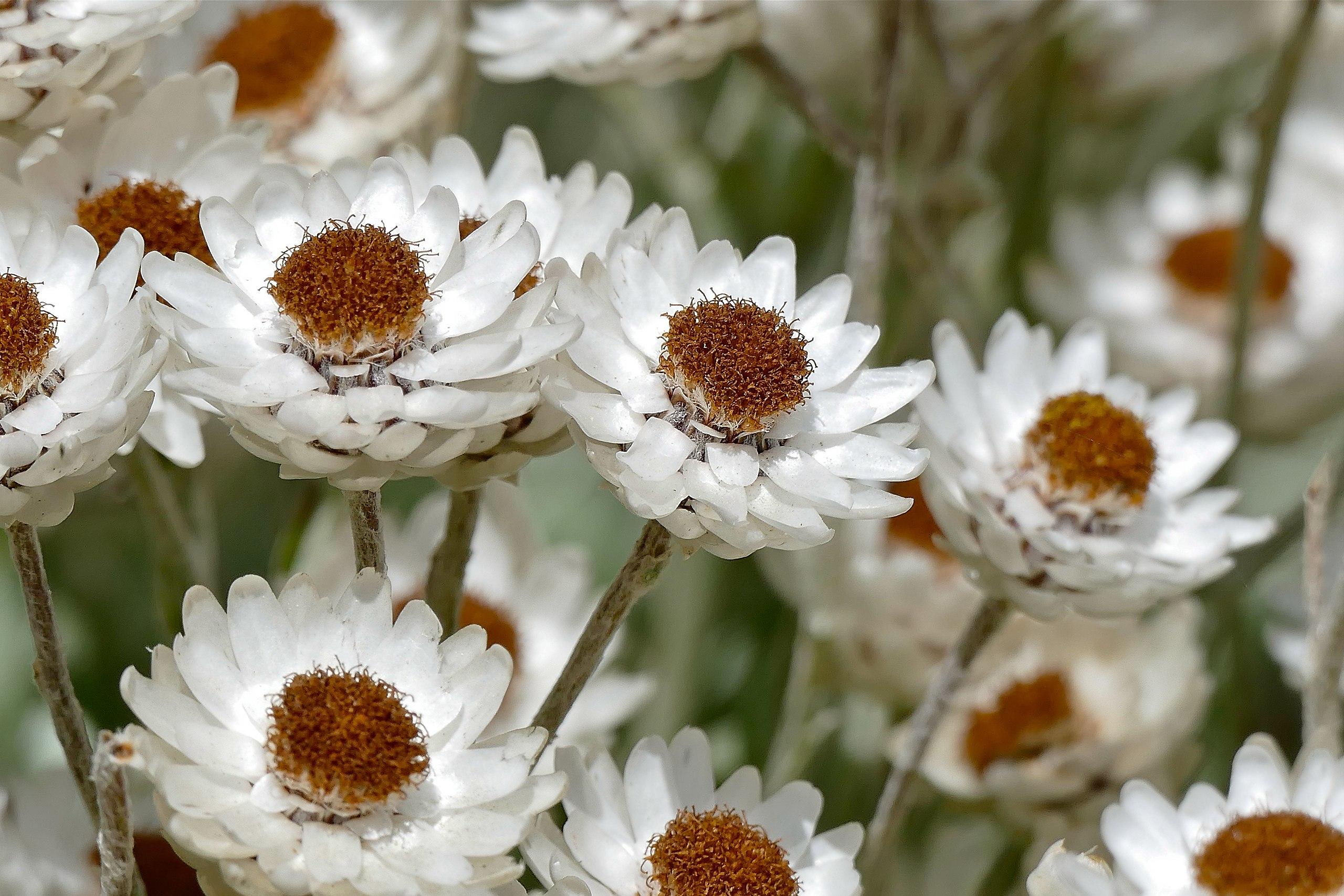 White flower with brown anthers and green-white stems.