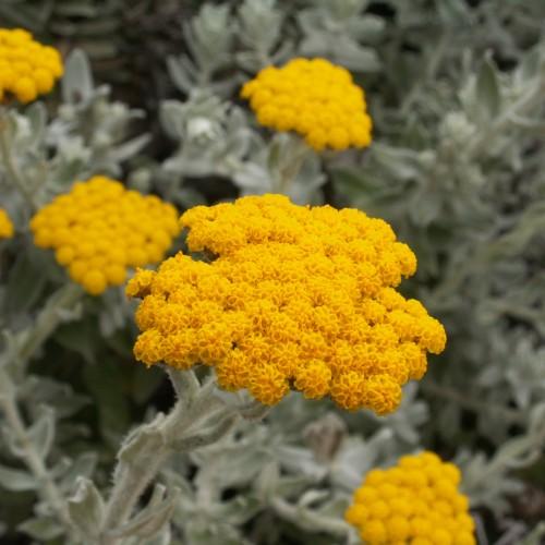 Yellow flowers with green leaves, green stems and white hair
