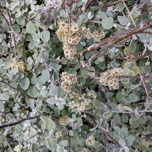 clusters of creamy white flowers along brown stems and gray-green, round leaves