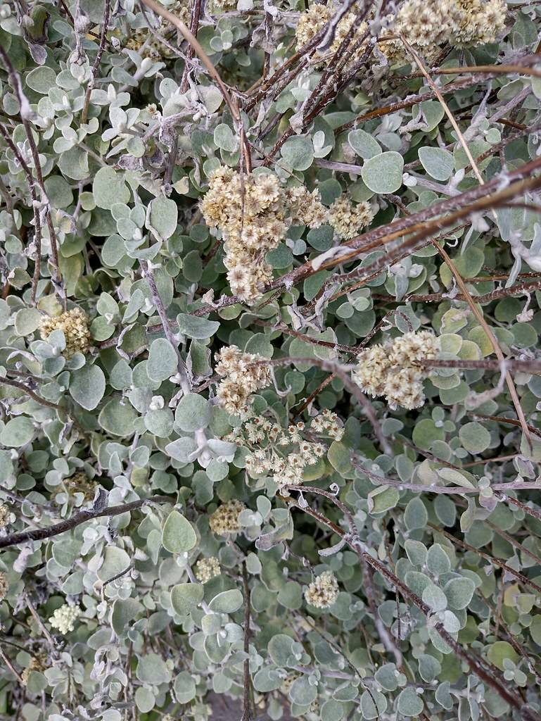 clusters of creamy white flowers along brown stems and gray-green, round leaves