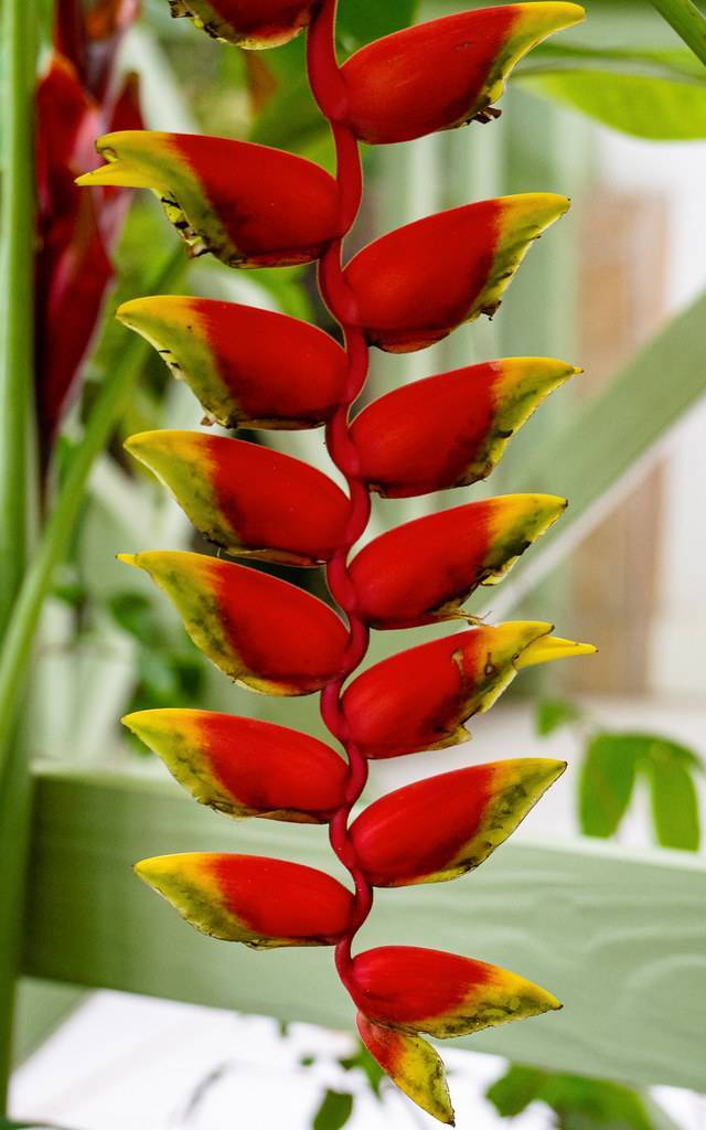 lobster claw-like red flowers with yellow tips and red stem