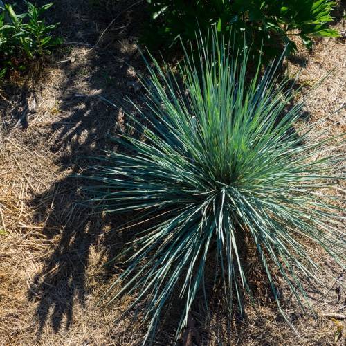 narrow, spiky, long, blue-green colored, needle-like leaves