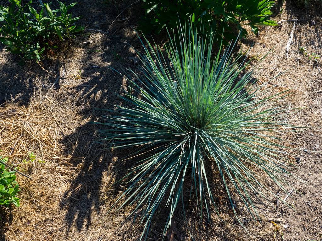 narrow, spiky, long, blue-green colored, needle-like leaves