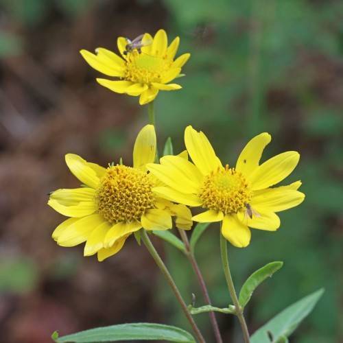 yellow, daisy-like flower with protruding yellow stamens, reddish-green stems, and green leaves