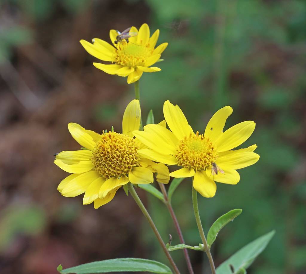 yellow, daisy-like flower with protruding yellow stamens, reddish-green stems, and green leaves