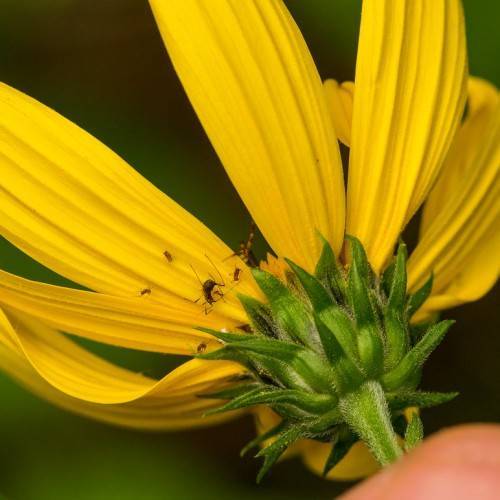 yellow ray petals with green, hairy, multi-layered sepal and stem 