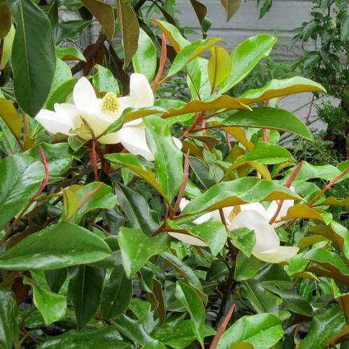 red-green leaves, with white flowers growing between them with red stem.