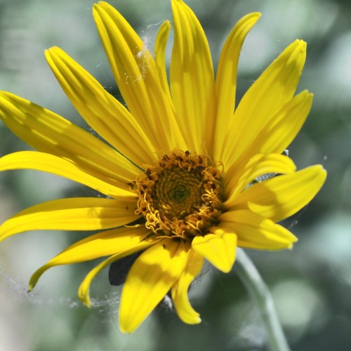 Yellow flower with yellow-brown center, green sepals and green-white stem.