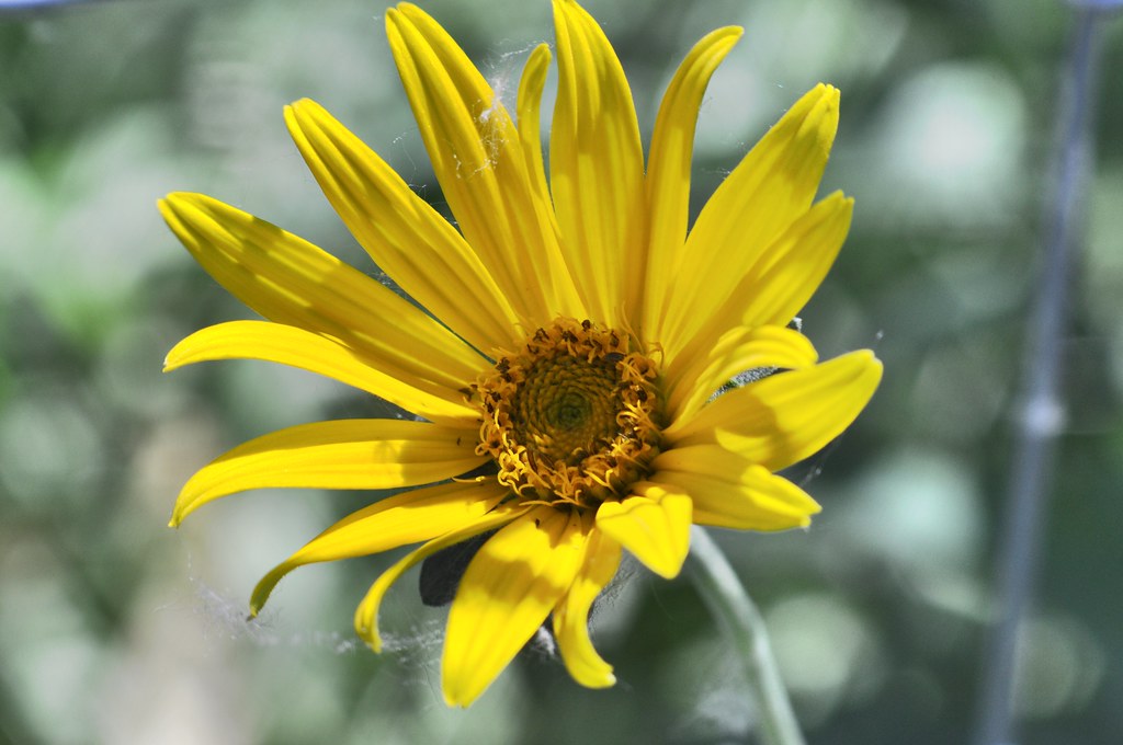 yellow, daisy-like flower with yellow-brown stamens and gray-green stem