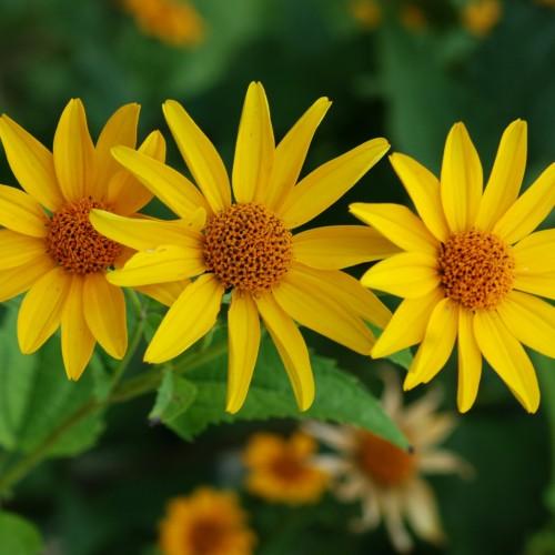 Yellow flower with orange center, yellow anthers, green leaves and stems.