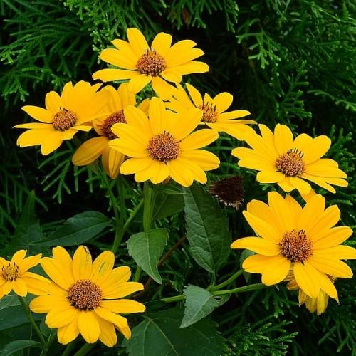 Yellow flowers with brown center, brown anthers, lime-green midrib, green leaves and stems.