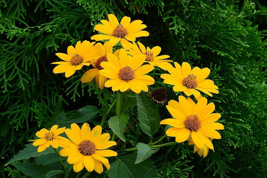 Yellow flowers with brown center, brown anthers, lime-green midrib, green leaves and stems.