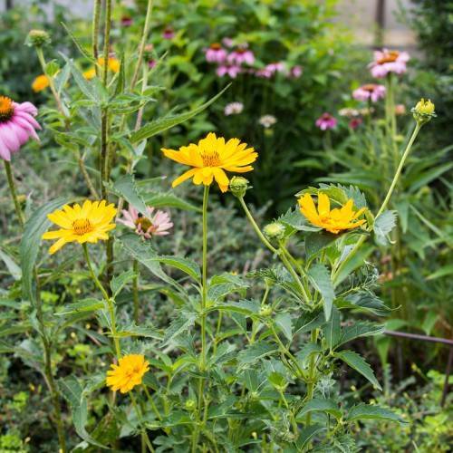 yellow, daisy-like flowers with yellow stamens, green stems, and toothed green leaves
