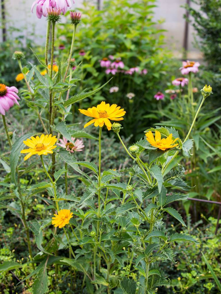 yellow, daisy-like flowers with yellow stamens, green stems, and toothed green leaves