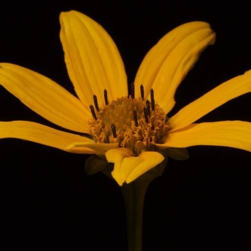 yellow flower with ray petals and yellow stamens with brown protruding filaments