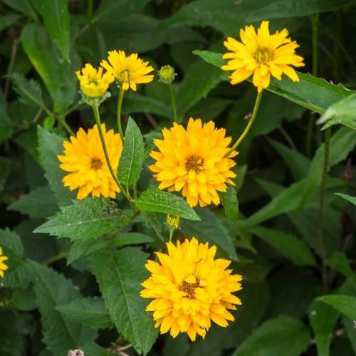 Yellow flowers with brown center, lime-green bud, lime-green midrib, lime-green stems, lime-green sepal and green leaves,