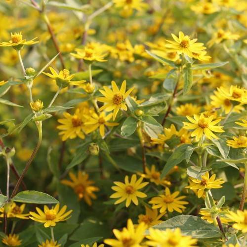 yellow colored, daisy-like flowers with yellow stamens, cream-brown stems, and gray-green leaves