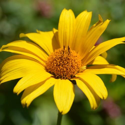 Yellow flower with orange center, brown anthers, yellow stigma and dark-green stem.